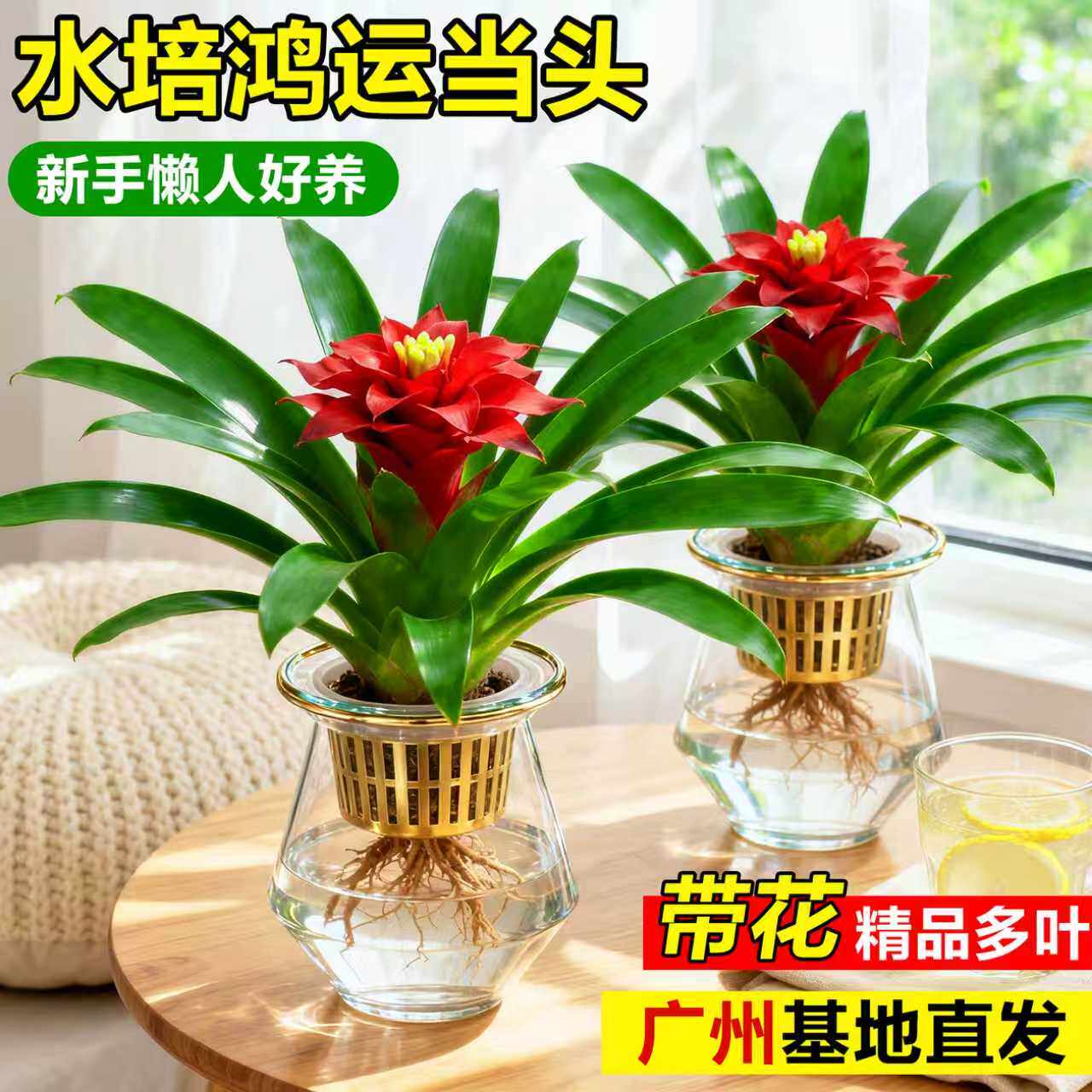 鸿运当头带花盆栽花卉办公室绿植室内桌面水培鲜花植物四季开红掌