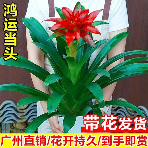 鸿运当头盆栽小红星凤梨客厅花卉