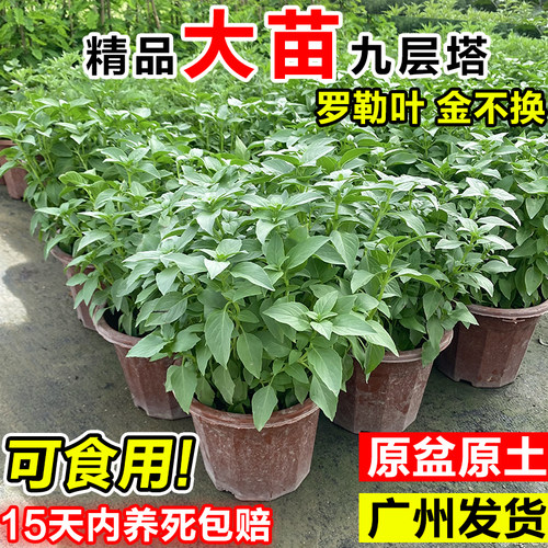 罗勒九层塔盆栽大苗新鲜可食用