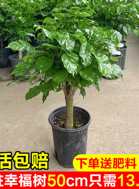 幸福树室内桌面四季常青