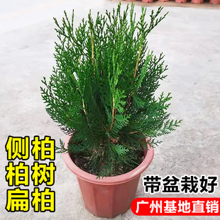 侧柏塔柏扁柏松柏树苗室内外好养盆栽庭院花园耐热绿植物净化空气