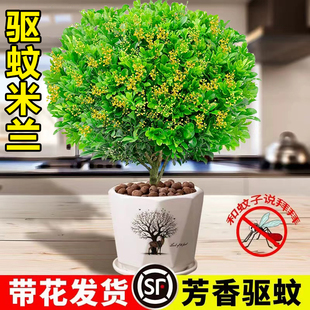 香水米兰花苗盆栽带花苞老桩驱蚊绿植四季开浓香型花卉植物九里香