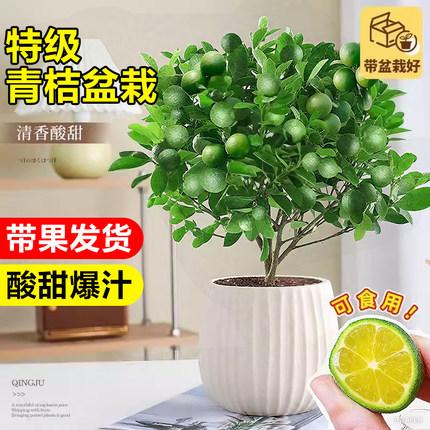 金桔树盆栽青柠树苗带果香水柠檬室内花卉绿植物阳台庭院橘子果树