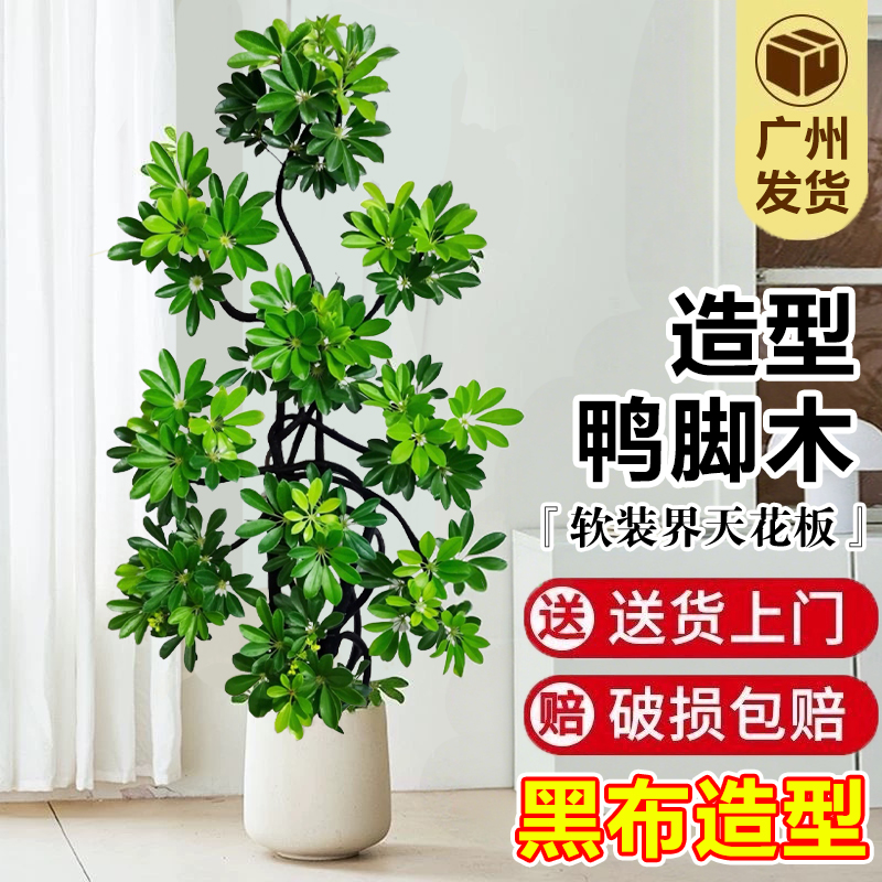 造型鸭脚木客厅大型招财树