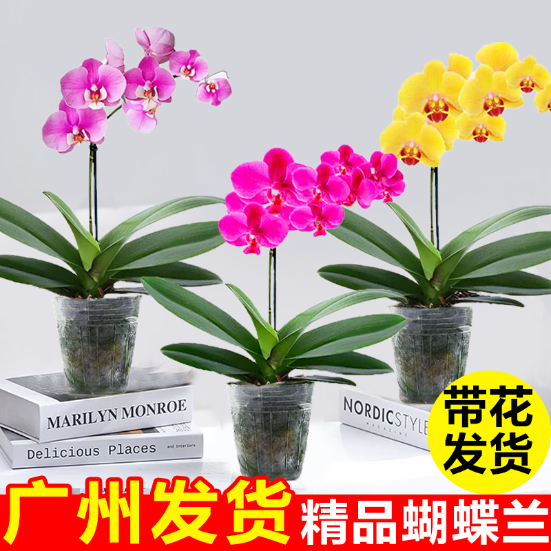 蝴蝶兰盆栽花苗带花四季开花好养