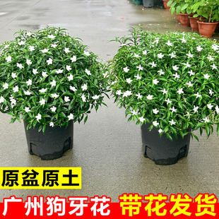 珍珠狗牙花带花苞茉莉丁香花苗室内客厅花卉盆栽庭院四季开花植物