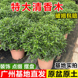 清香木盆栽室内阳台老桩驱蚊植物胡椒木可食用盆景四季常青绿植花