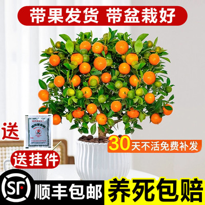 金桔树盆栽橘子树苗盆景带果发货