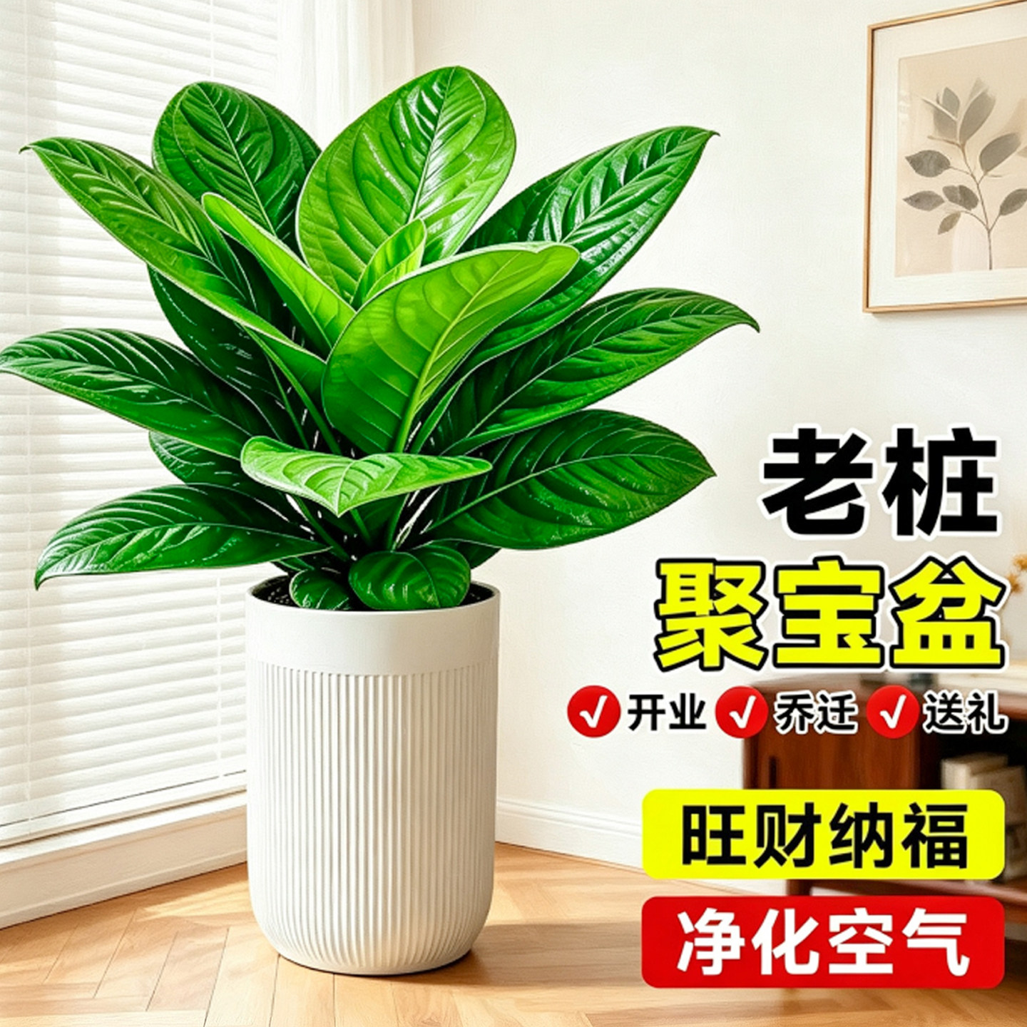 聚宝盆绿植盆栽室内大叶植物鸟巢花烛办公室客厅旺宅盆景四季常青