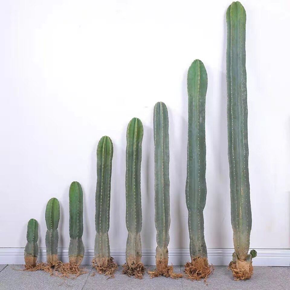 量天尺仙人柱龙骨四季常青仙人掌多肉植物好养客厅观赏绿植易成活
