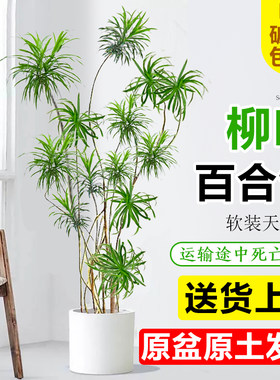 柳叶百合竹客厅细叶真绿植办公室内大型落地老桩造型盆栽净化空气