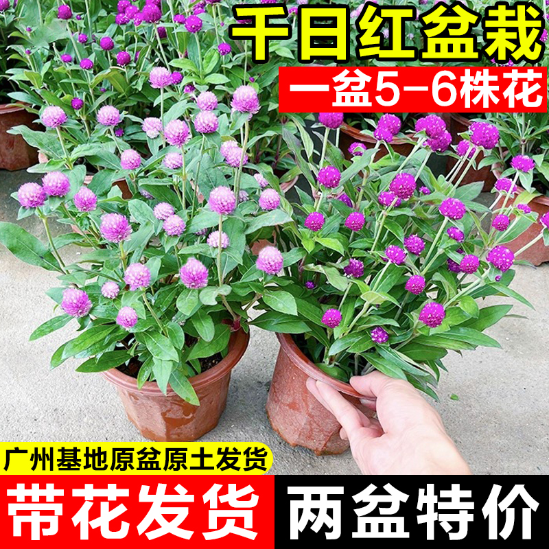 千日红盆栽带花苞庭院耐热好养