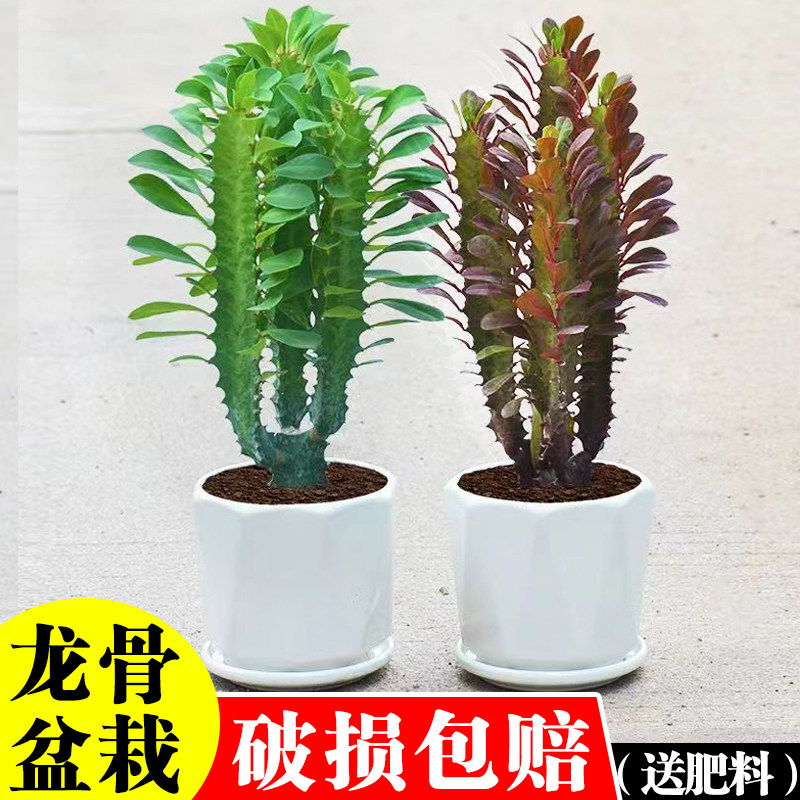 龙骨盆栽客厅办公室四季常青植物