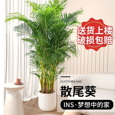 散尾葵盆栽植物四季常青
