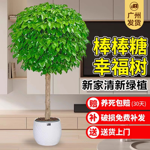 幸福树客厅盆栽大绿植室内阳台棒棒糖四季 植物平安树发财树除甲醛