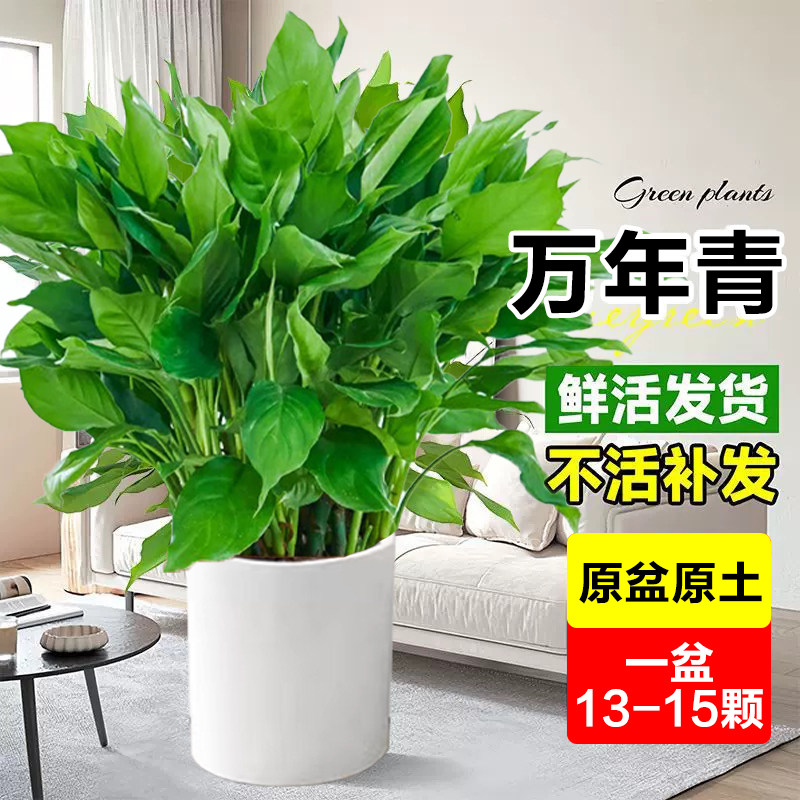 万年青盆栽办公室花卉绿植客厅新房净化空气水培植物室内好养绿萝