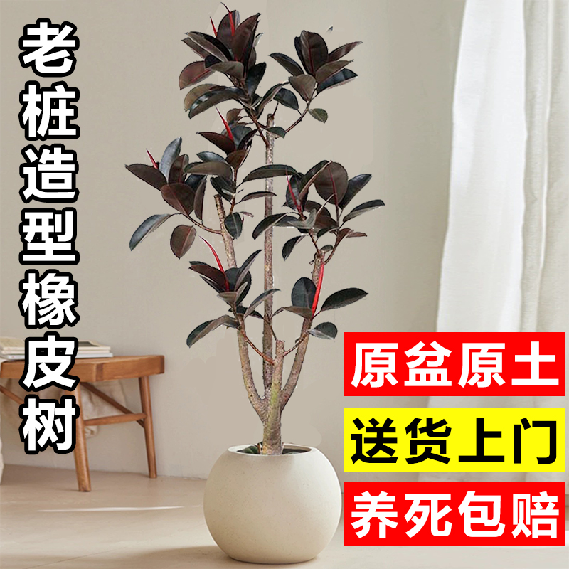 黑金刚橡皮树大型四季常青绿植物