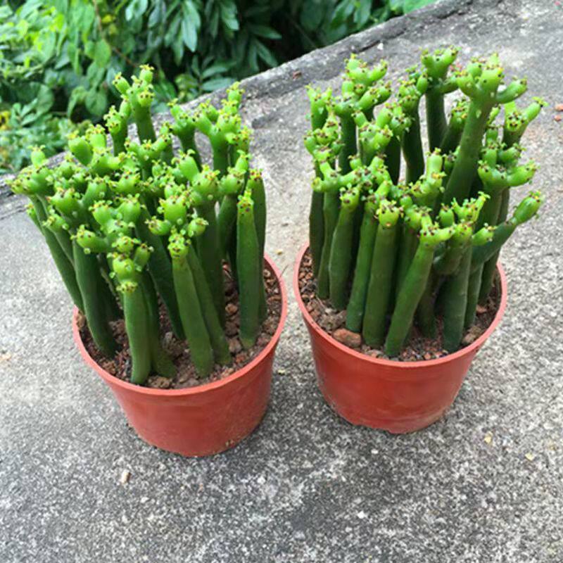 光棍树多肉植物室内客厅四季常青绿植办公室桌面创意珊瑚树棒盆景