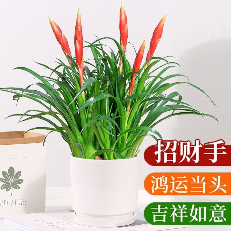 招财手盆栽植物小辣椒四季花卉鸿运当头室内桌面阳台盆景好养绿植