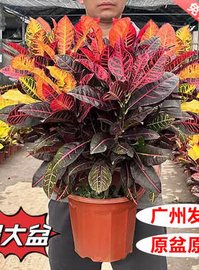 七彩变叶木客厅好养绿植盆景