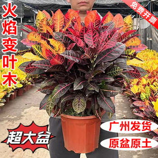 七彩变叶木变色木盆栽室内植物客厅好养花卉绿植室外庭院真花盆景