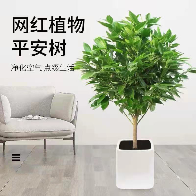 平安树客厅盆栽大颗植物室内新家吸甲醛四季常青幸福树办公室绿植