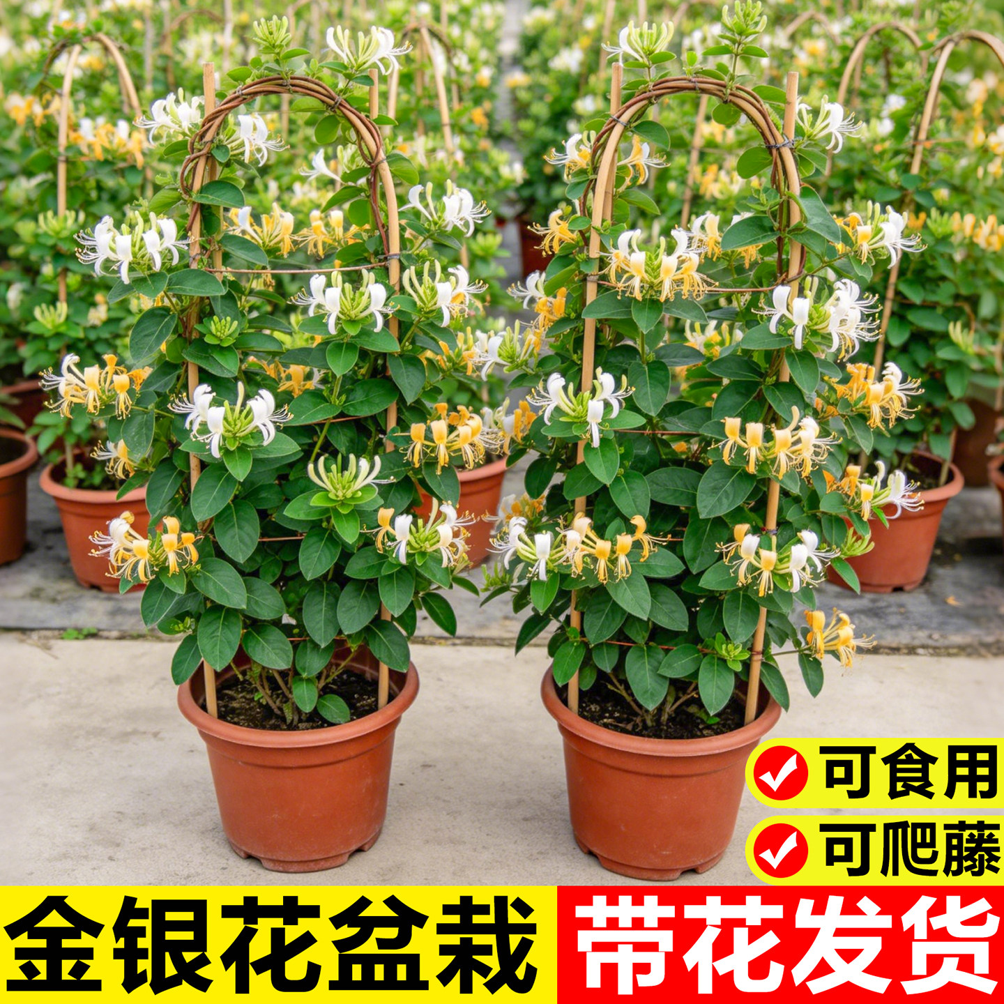金银花树苗盆栽室外地栽可食用爬藤绿植花卉带花浓香四季好养植物图片