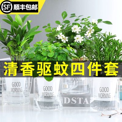 水培植物薄荷苗可食用迷迭香茉莉