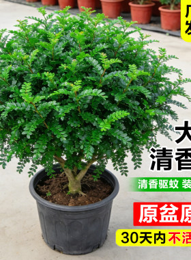 清香木盆栽老桩大苗胡椒木树苗室内阳台驱蚊绿植物可食用蛋糕装饰