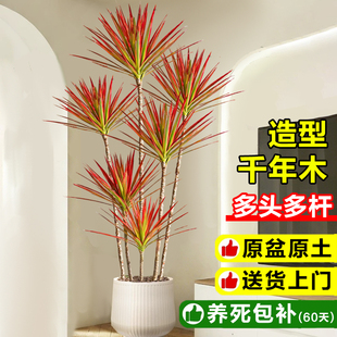 千年木客厅绿植马尾铁办公室内大型七彩铁盆栽落地式真树造型植物