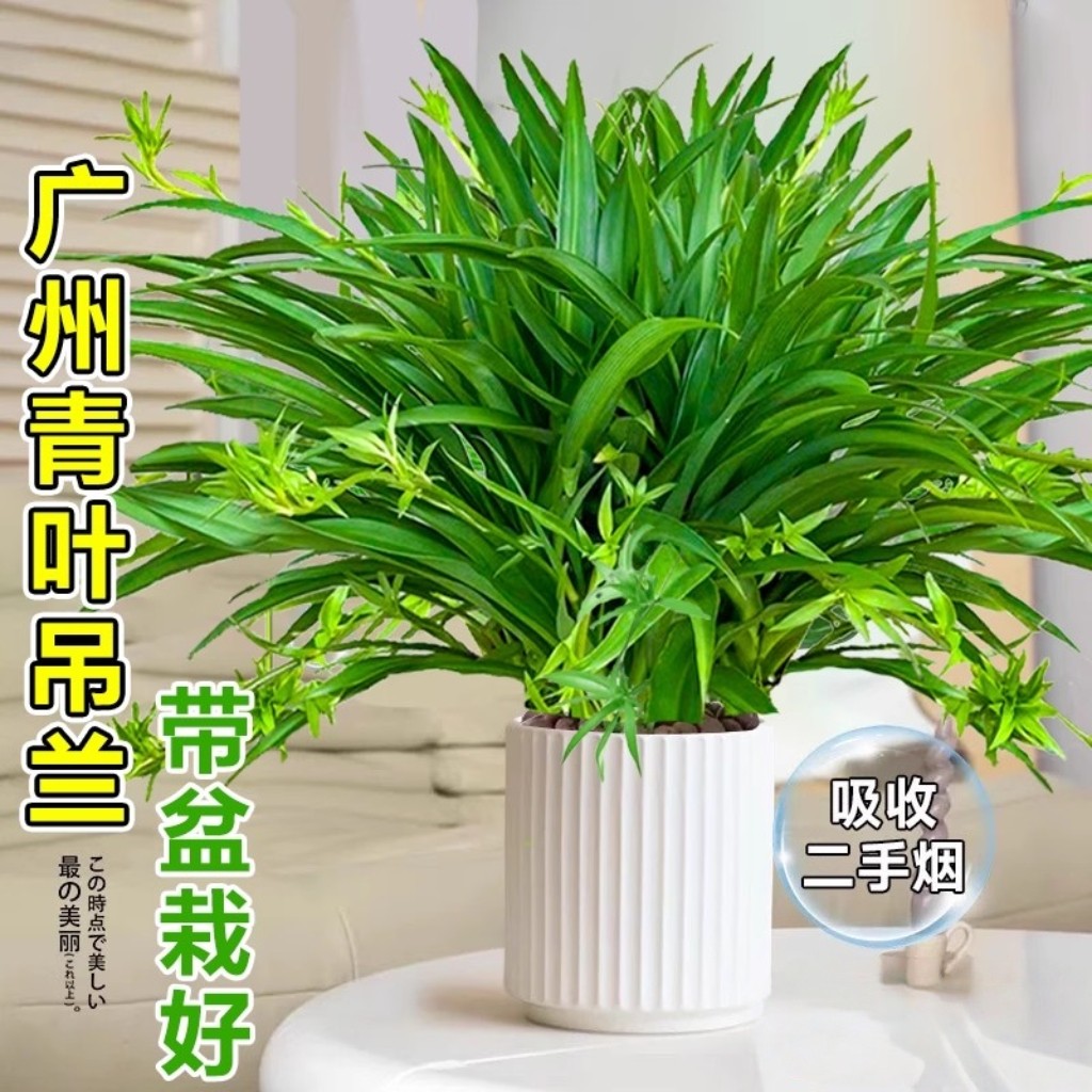 青叶吊兰大盆金边吊兰盆栽带藤室内客厅垂吊四季绿植净化空气植物