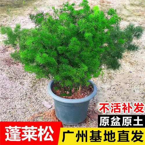 蓬莱松盆栽室内好养净化空气