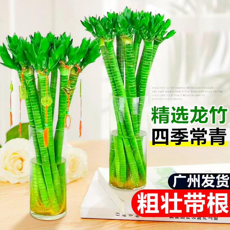 龙竹水培带根室内招财绿植