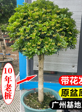 香水米兰花棒棒糖盆栽室内外绿植好养阳台庭院驱蚊浓香型花卉植物