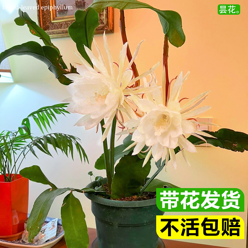 小叶昙花盆栽室内四季好养花卉盆景夜来香花树苗阳台浓香型绿植物 鲜花速递/花卉仿真/绿植园艺 时令草本花卉 原图主图