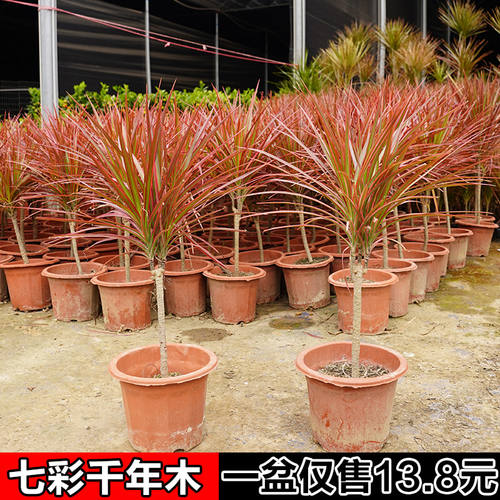 千年木绿植盆栽室内客厅庭院