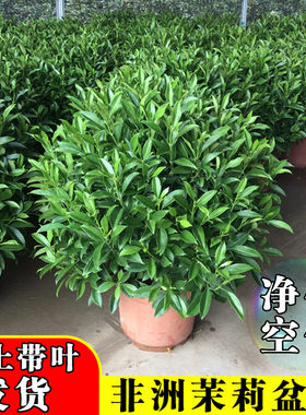 非洲茉莉除甲醛净化空气