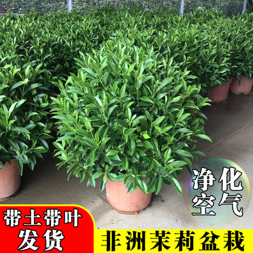 非洲茉莉除甲醛净化空气