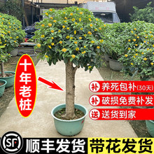 四季桂花树苗盆栽室内庭院老桩盆景四季开花可食用浓香型花卉绿植