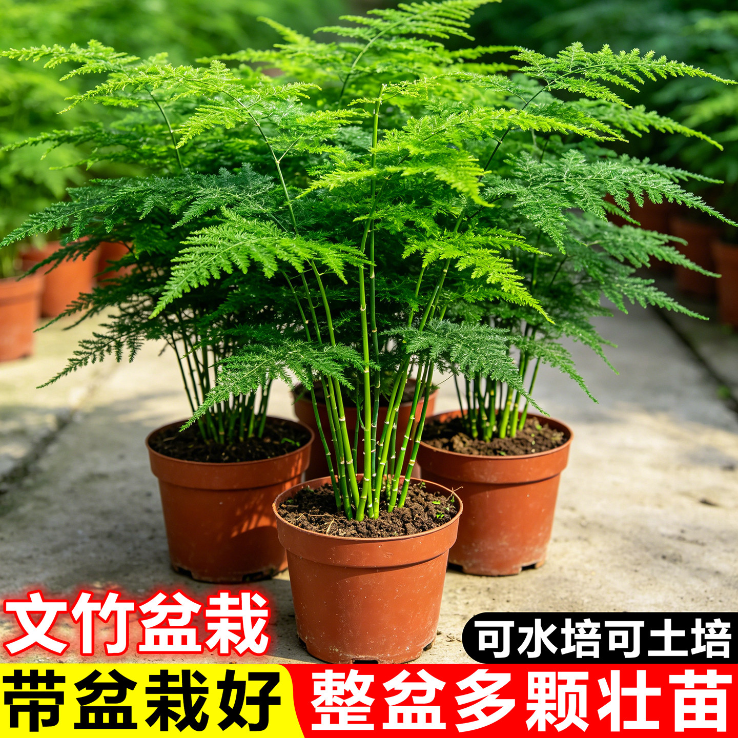 文竹盆栽室内禅意植物云竹大苗办公桌绿植懒人水培花卉四季好养活
