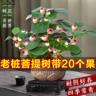 小盼菩提盆栽带果植物客厅办公室桌面禅意中式 绿植摆件老桩盆景苗