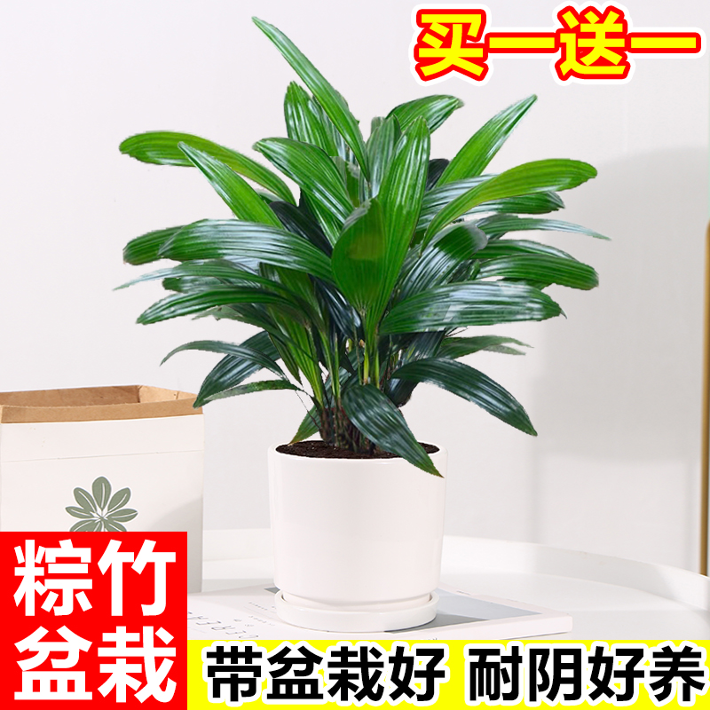 棕竹盆栽客厅办公室美观吸甲醛