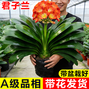 君子兰盆栽带花苞精品圆头和尚兰花大苗客厅室内桌面摆件名贵鲜花