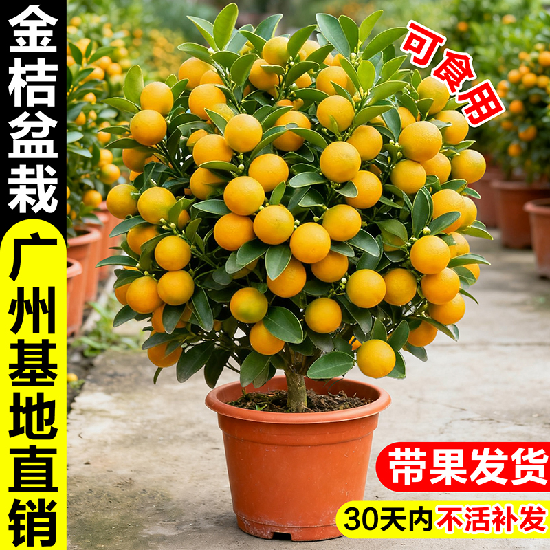 金桔树盆栽室内观果摆件年桔