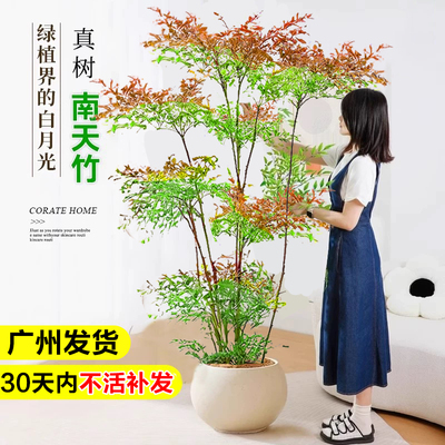 南天竹盆栽大型绿植四季好养