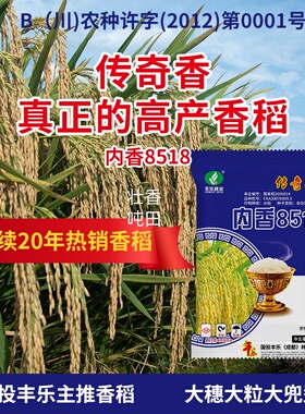 国审内香8518水稻种子高产优质长粒香米种籽稻种新谷种香稻传奇香