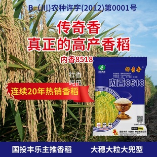 国审内香8518水稻种子高产优质长粒香米种籽稻种新谷种香稻传奇香