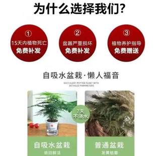 客厅云竹高端棵文盆YQZ9519竹内栽盆景办物公室植苗矮生特大绿植