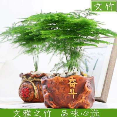 摆件创意文竹大植栽物文BCU1628竹小盆景水培植办苗公室绿水养花