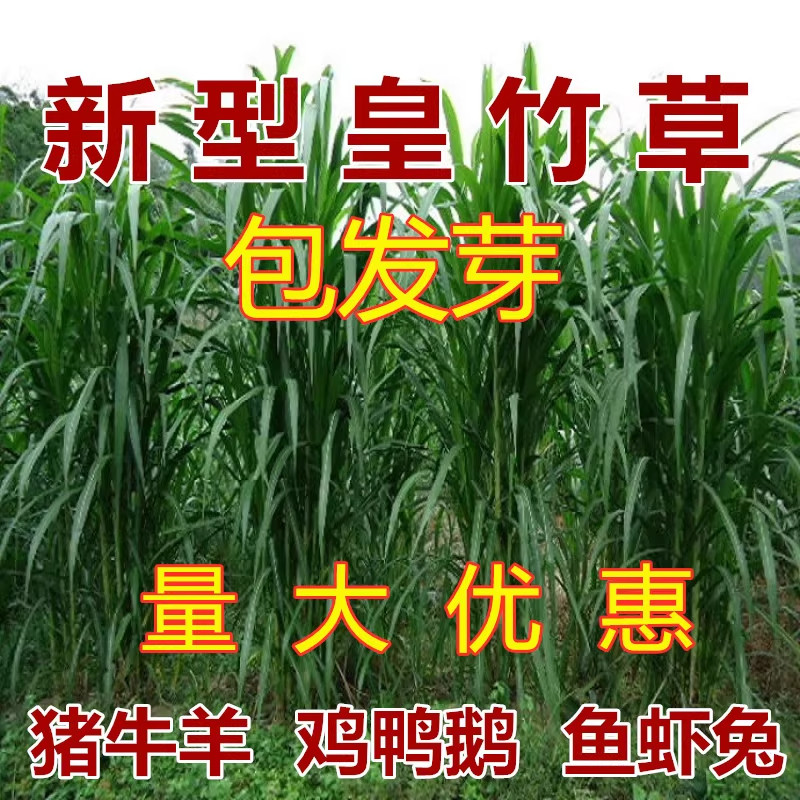 牧草种子四季多年生皇竹草